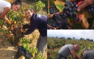 Vendanges 2017 , les dernières grappes de Carignan